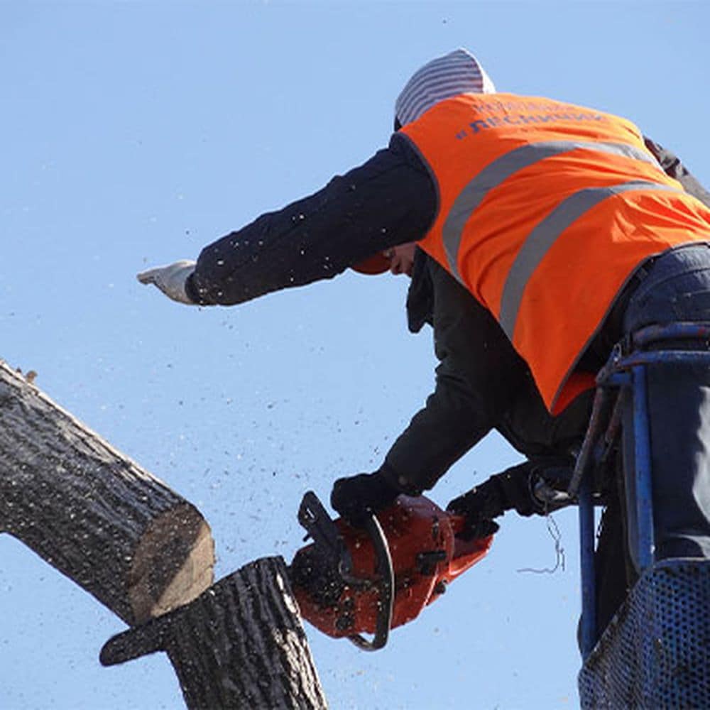 Tree Removal