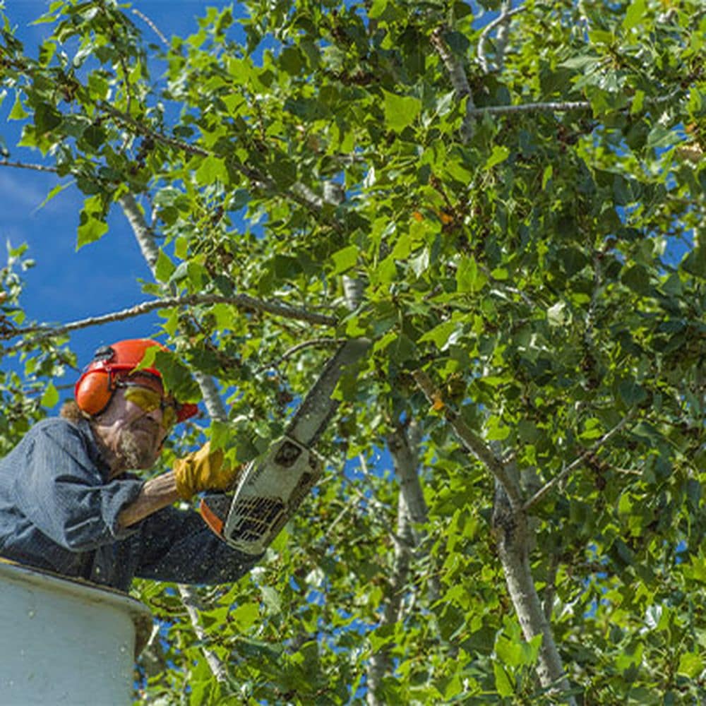 Tree Trimming